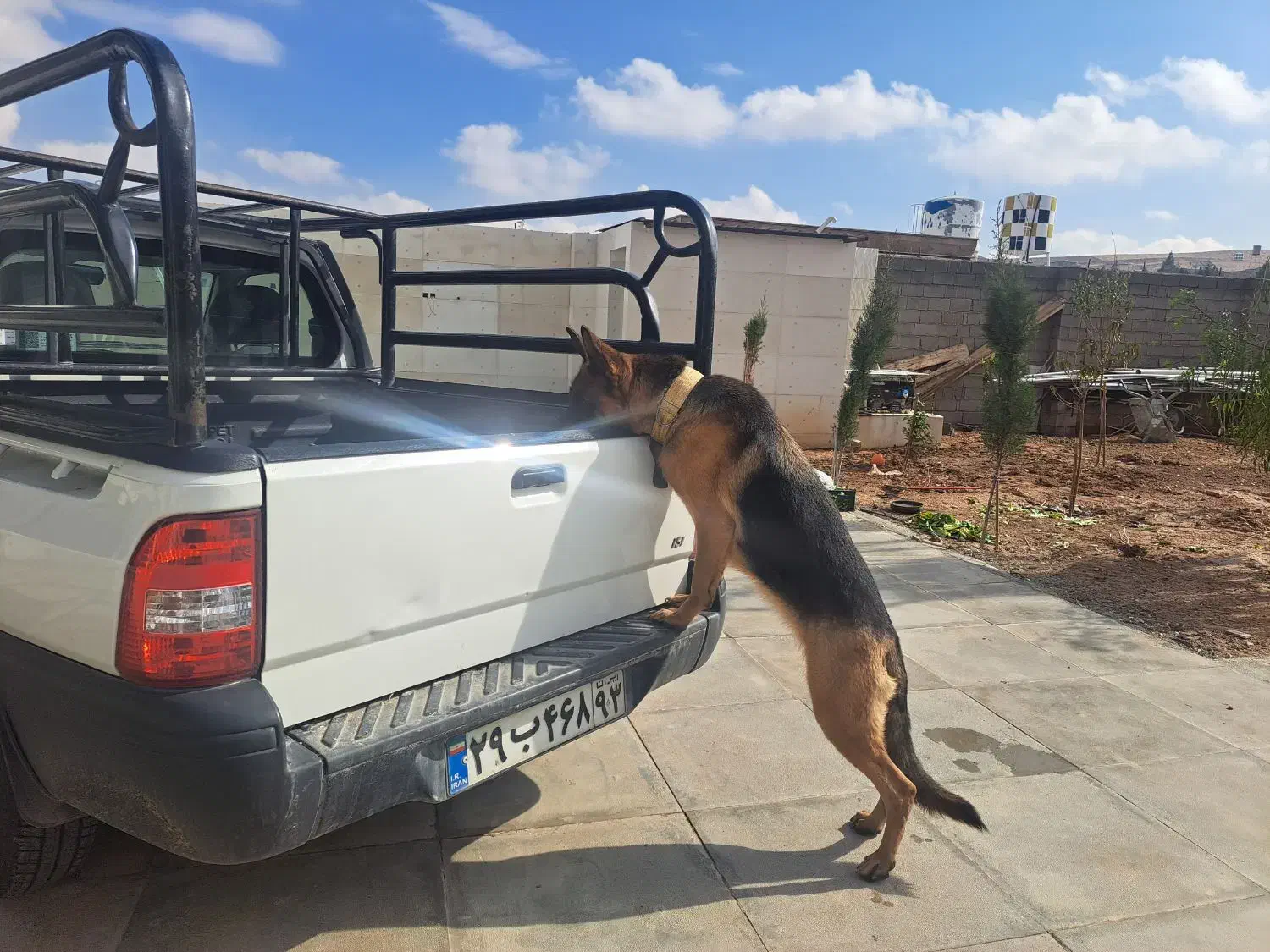 سگ ژرمن شیپر پلیس|سگ|شیراز, قلات|دیوار