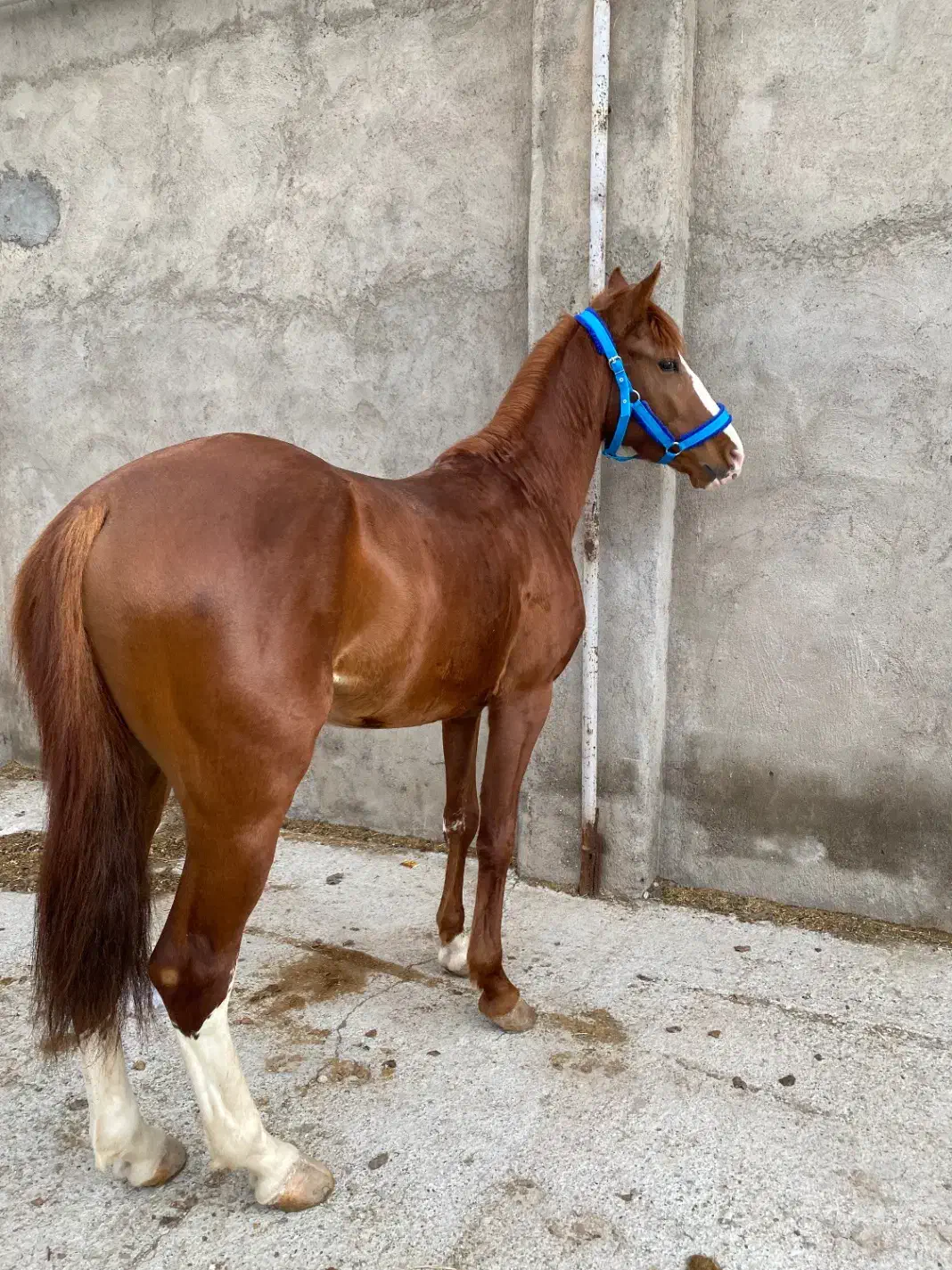 اسب|اسب و تجهیزات اسبسواری|قزوین, |دیوار