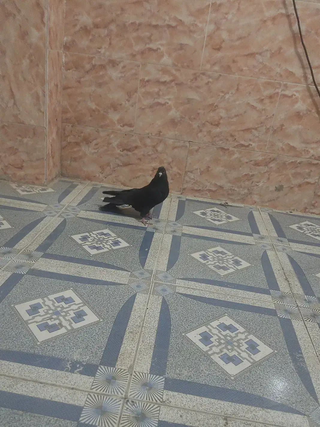 کفتر دولا پر|پرنده|بروجن, |دیوار