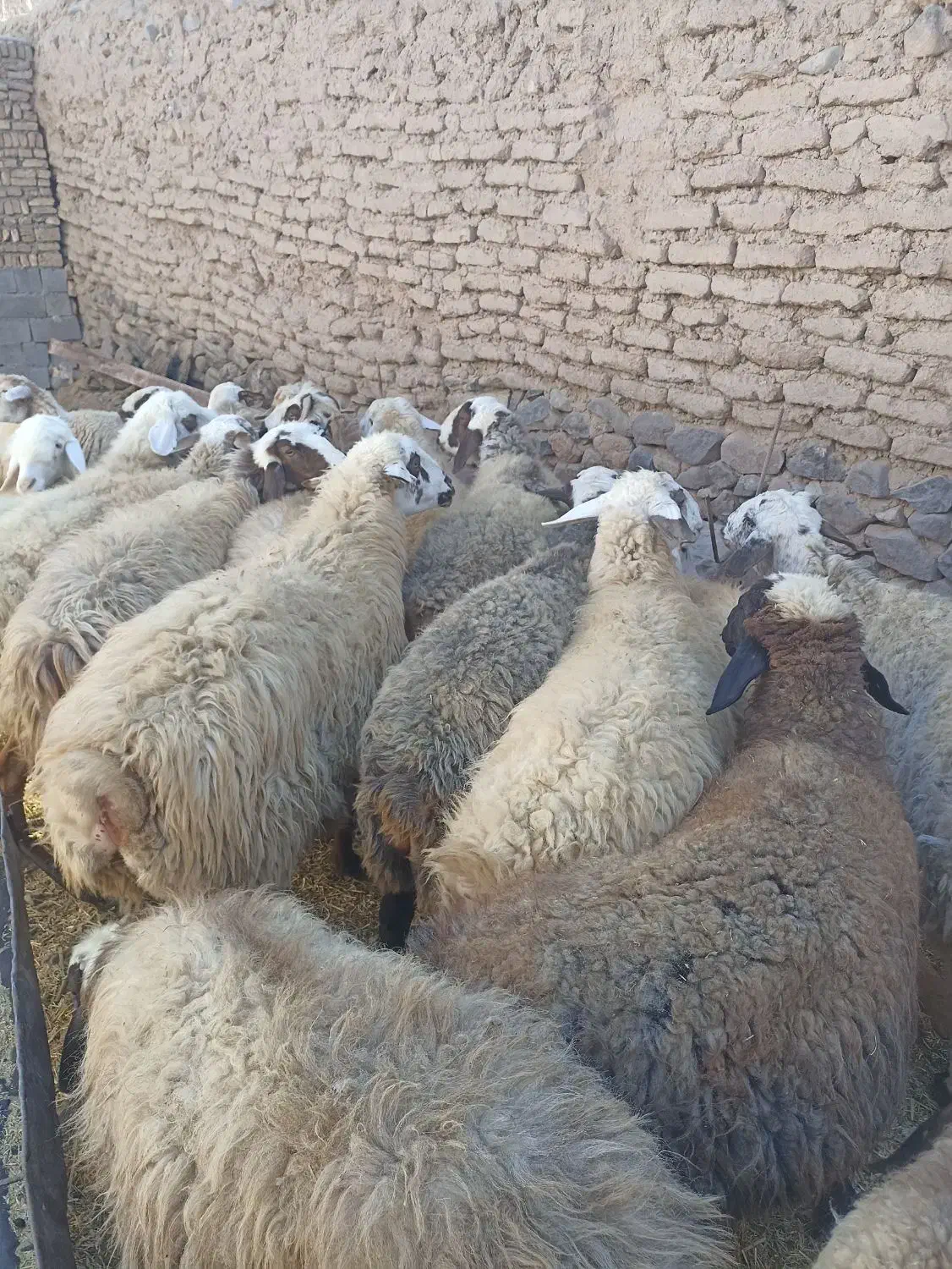 تعداد 18رس میش آبستن اکسرن مایه کردن|حیوانات مزرعه|جوین, |دیوار