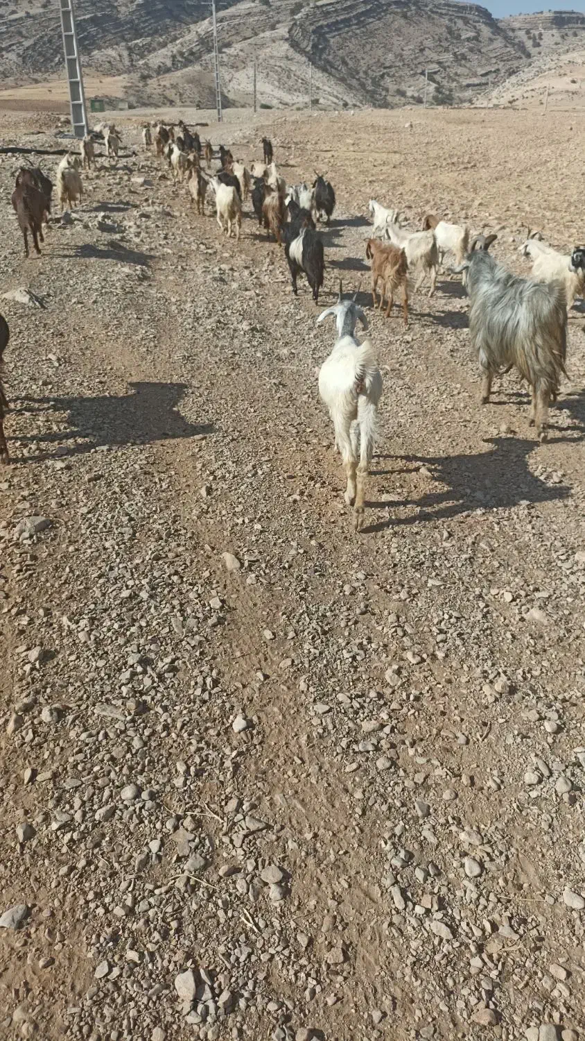 کهر نره ماده|حیوانات مزرعه|دوگنبدان, |دیوار