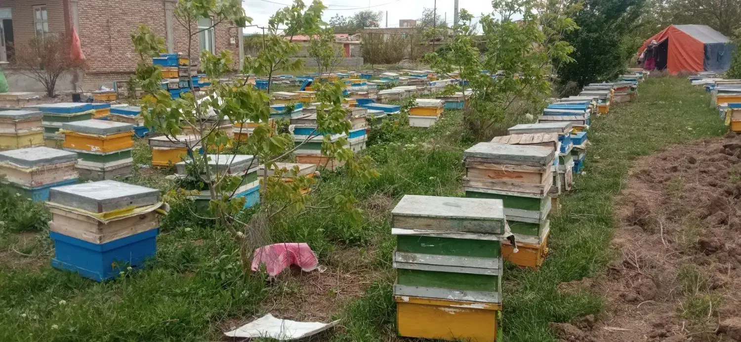 عسل طبیعی|خوردنی و آشامیدنی|قشلاق دشت, |دیوار