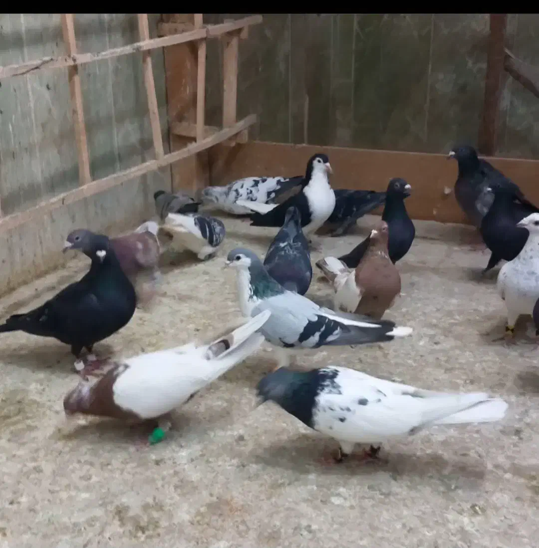 کفتر بوم زدوخوردی رنگی و دورگ|پرنده|مشهد, میان ولایت|دیوار