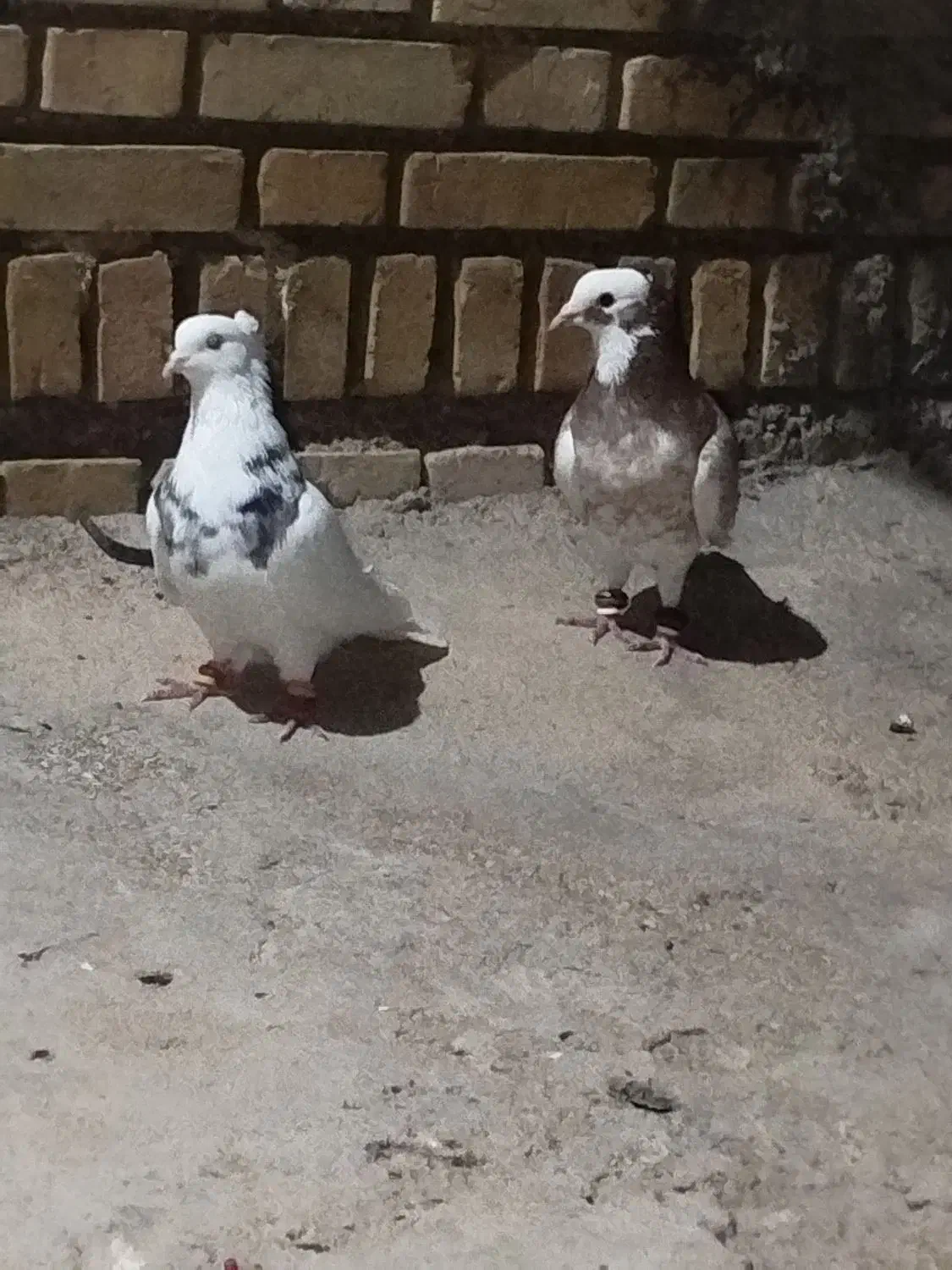 باسلام ۳عدد کفتر برای فروش باهم هستن|پرنده|شوشتر, |دیوار