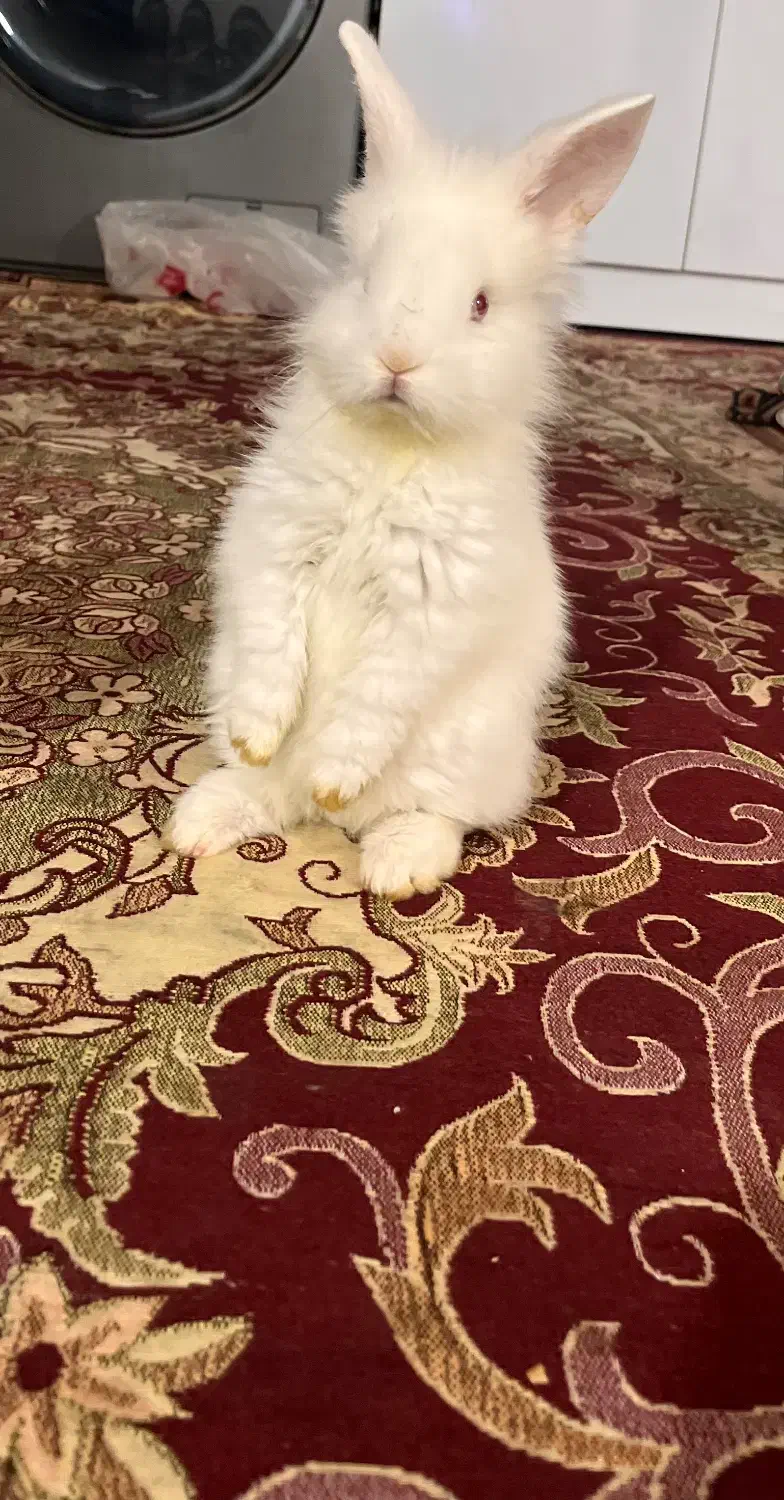 خرگوش|موش و خرگوش|مرند, |دیوار