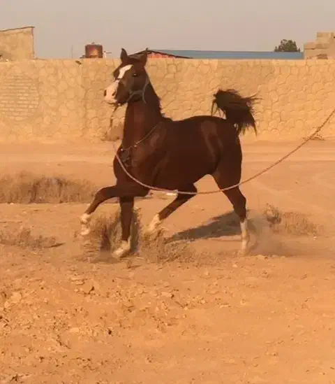 کره اسب عرب کرند|اسب و تجهیزات اسبسواری|تبریز, |دیوار