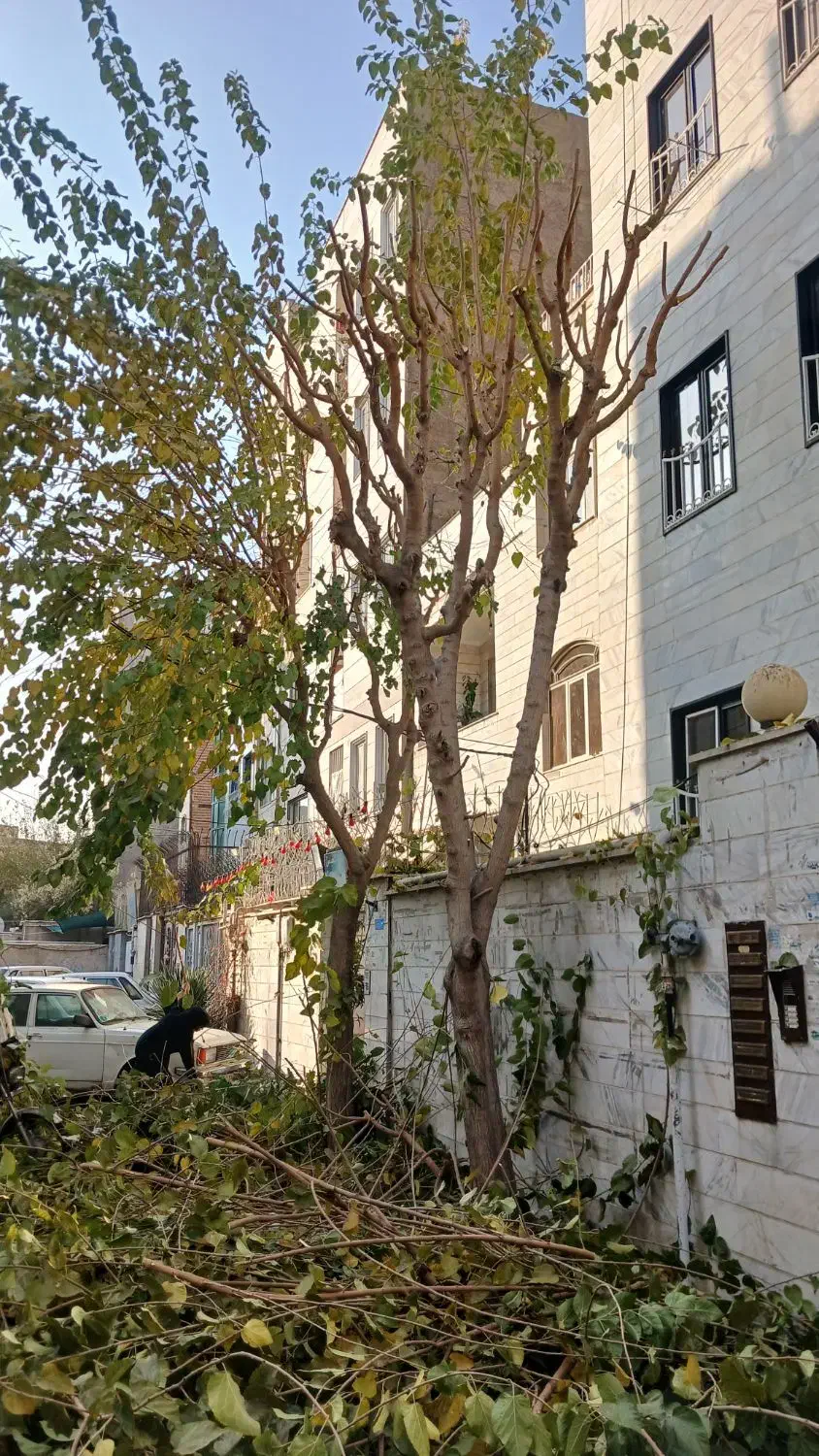 هرس درخت حرفه ای و تمیز|خدمات باغبانی و درختکاری|تهران, الهیه|دیوار