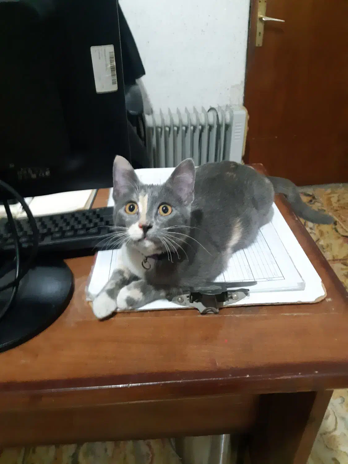 واگزاری گربه|گربه|لاهیجان, گلستان|دیوار