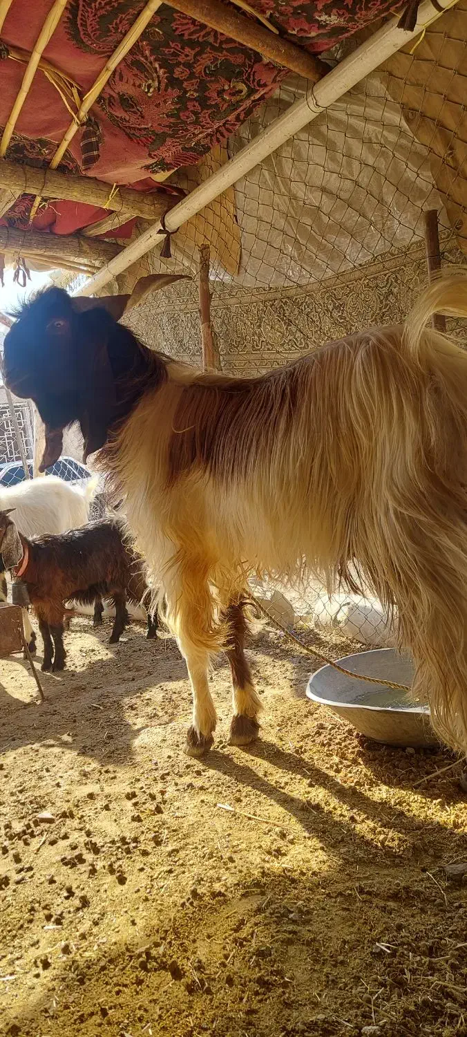 سارین پاکستانی دوساله داشتی نسل عالی|حیوانات مزرعه|آبدانان, |دیوار