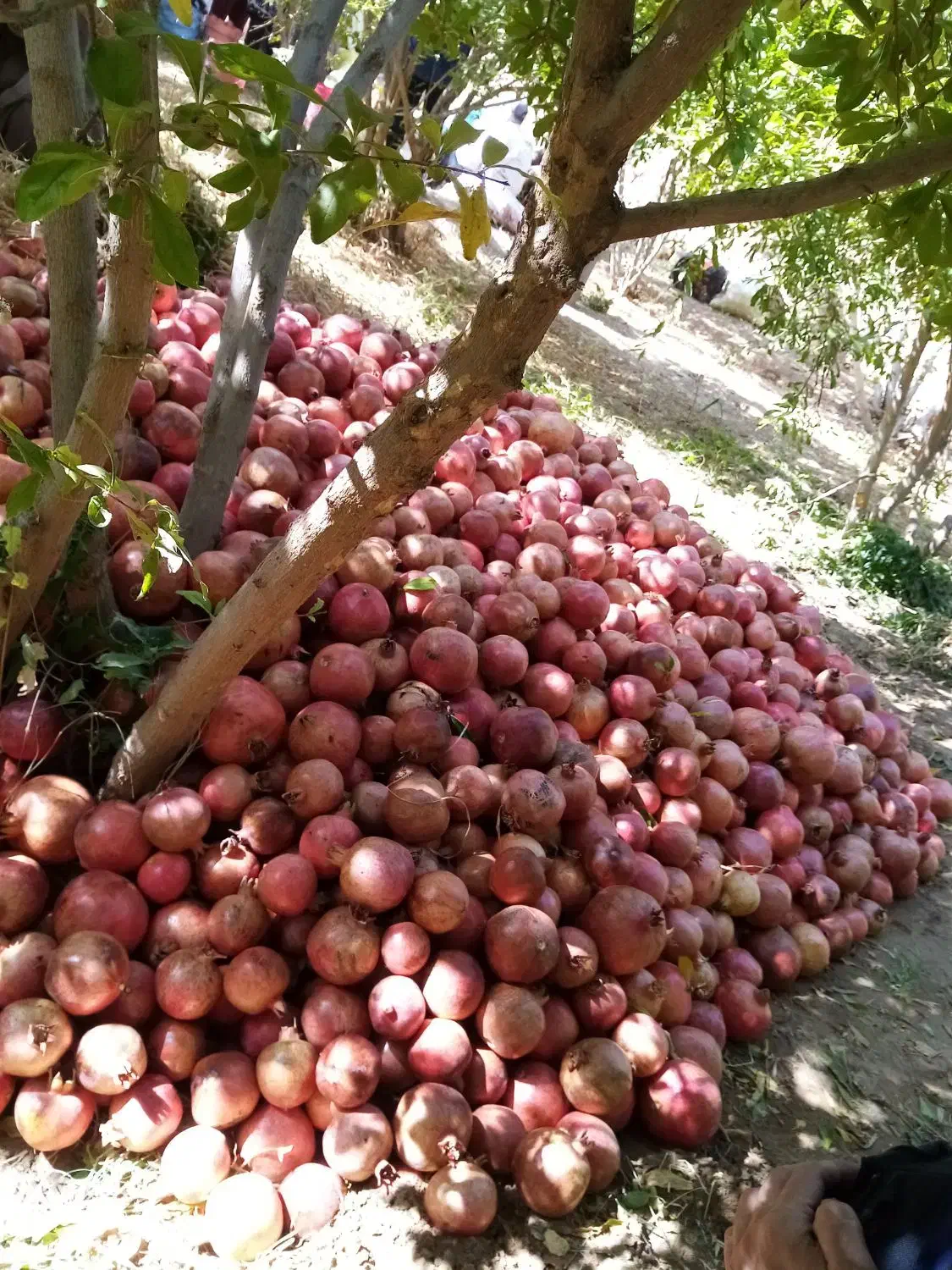 انار هفتادر|خوردنی و آشامیدنی|عقدا, |دیوار
