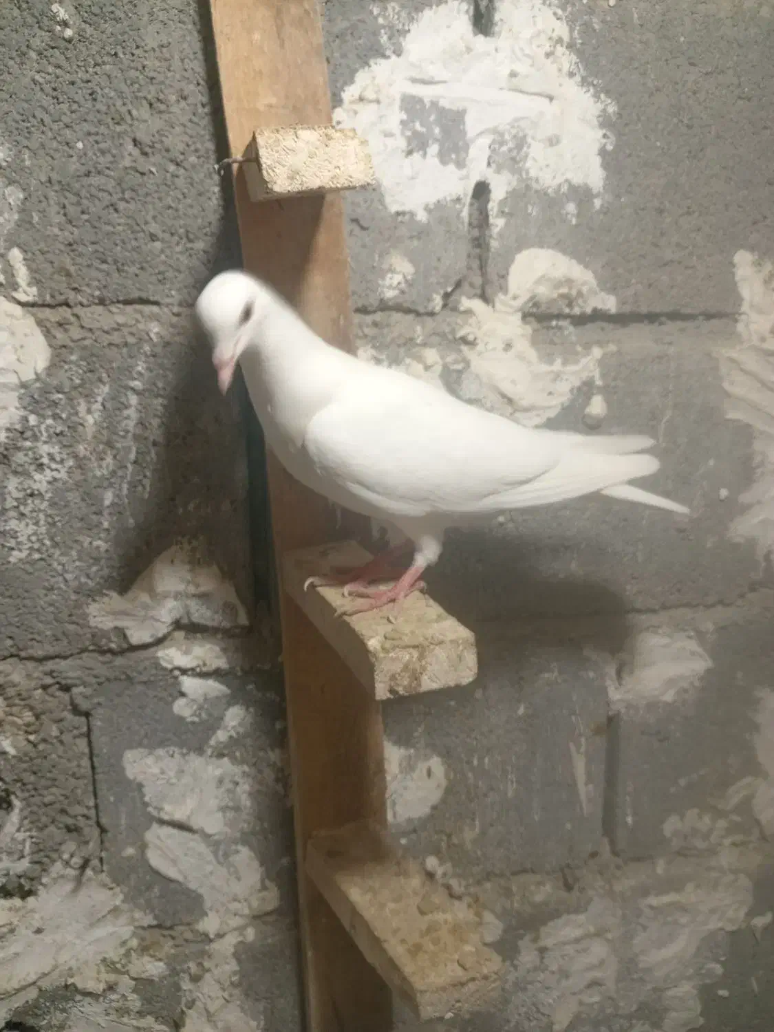 کبوتر|پرنده|لامرد, |دیوار