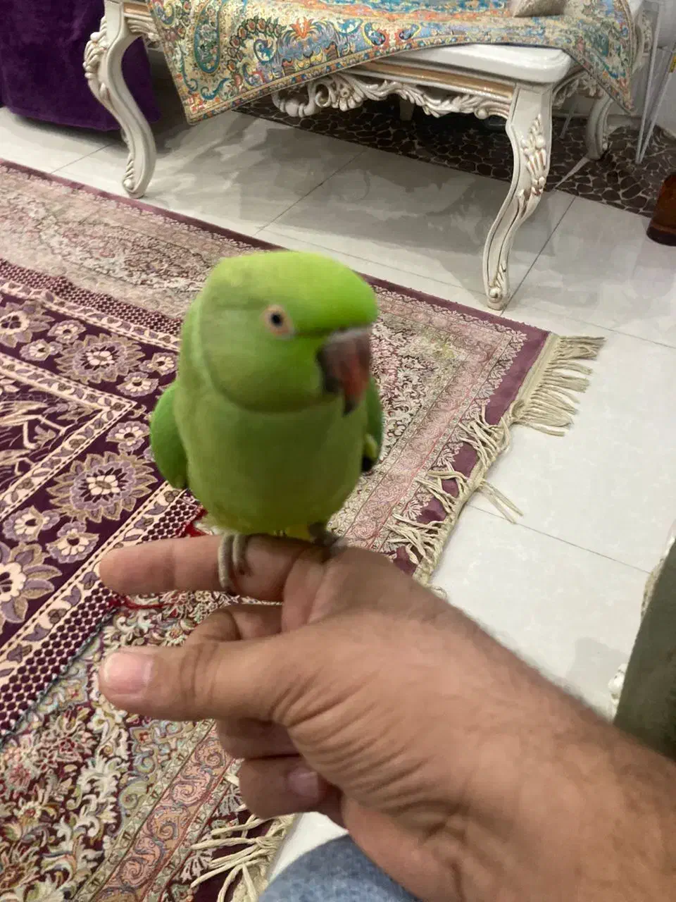 طوطی ملنگو|پرنده|اهواز, کوی نیرو|دیوار