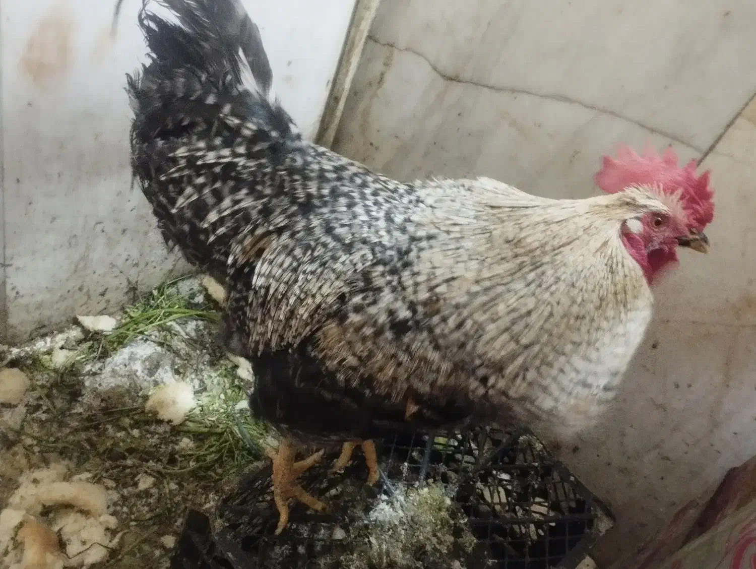 یک عدد خروس محلی|حیوانات مزرعه|تهران, ترمینال جنوب|دیوار