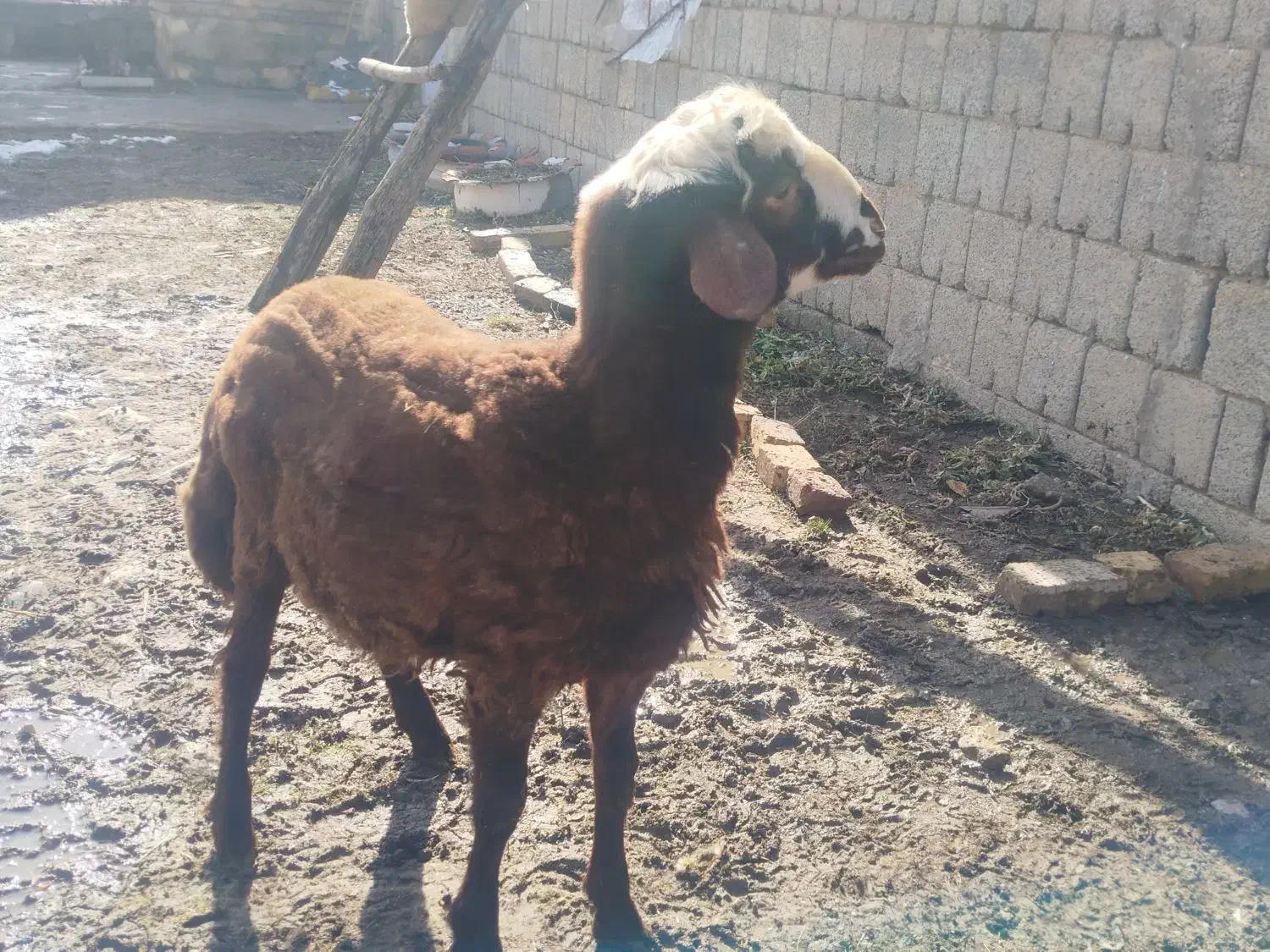 فروش بره نر|حیوانات مزرعه|سیلوانه, |دیوار