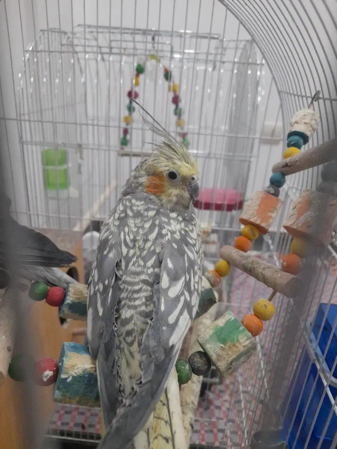 دو عدد عروس هلندی سرحال|پرنده|قرچک, ولی آباد|دیوار