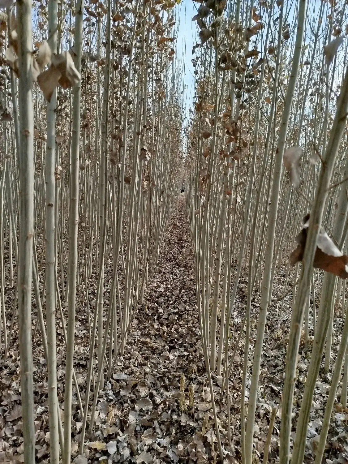 پیش فروش نهال مثمر وغیر مثمر شناسه دار|خدمات باغبانی و درختکاری|اردبیل, |دیوار