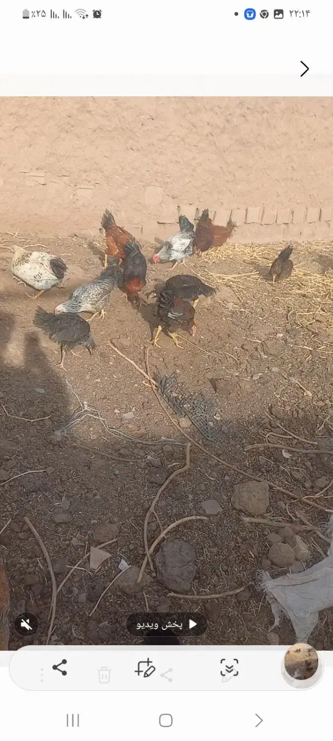 فروش مرغ و خروس|حیوانات مزرعه|سلامی, |دیوار