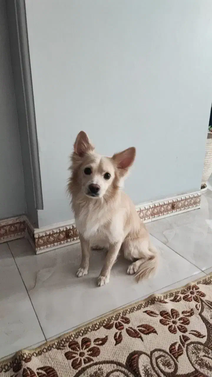 گمشده|حیوانات|کهریزک, |دیوار