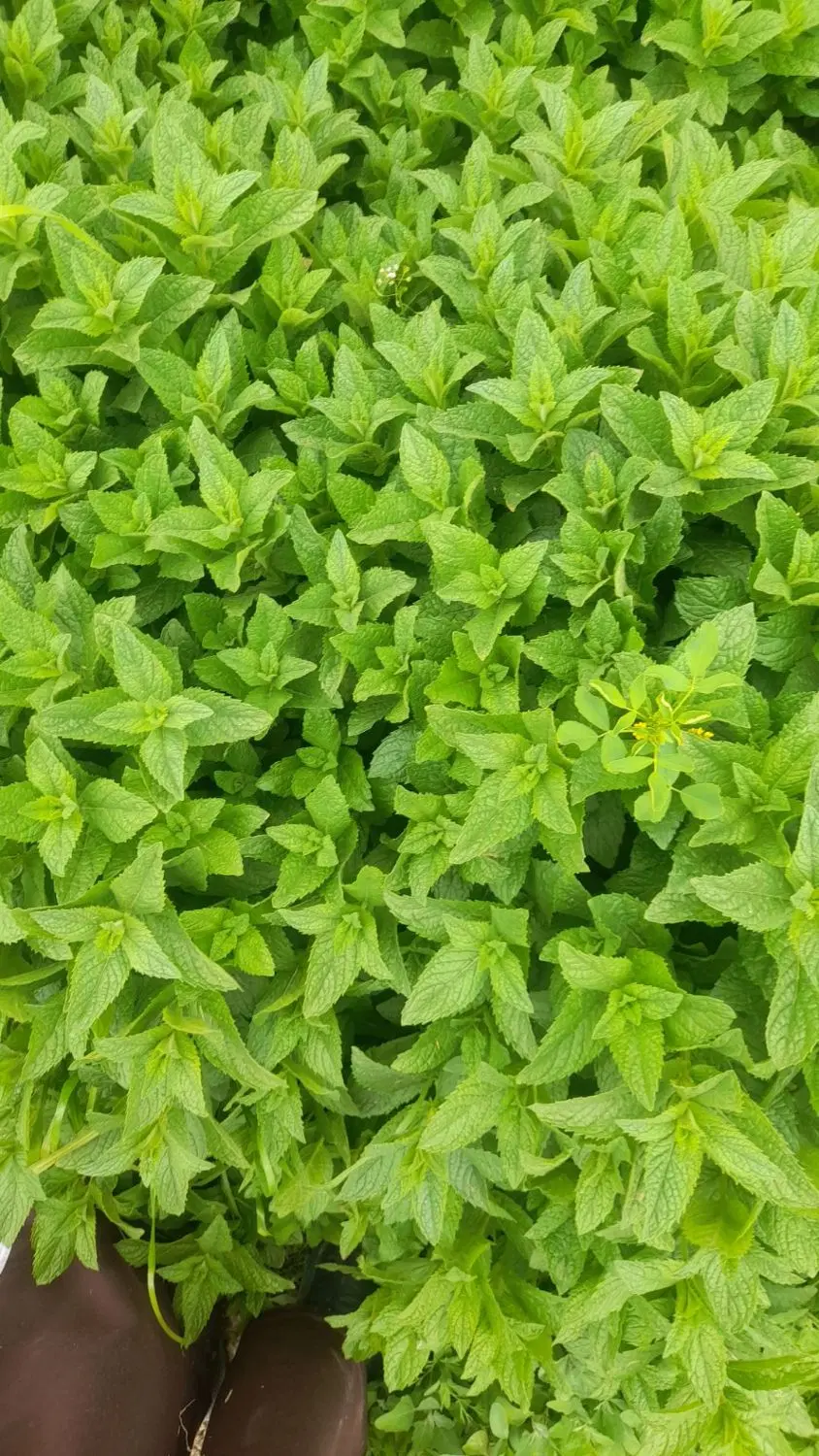 نعناع|گل و گیاه طبیعی|شیروان (خراسان), |دیوار