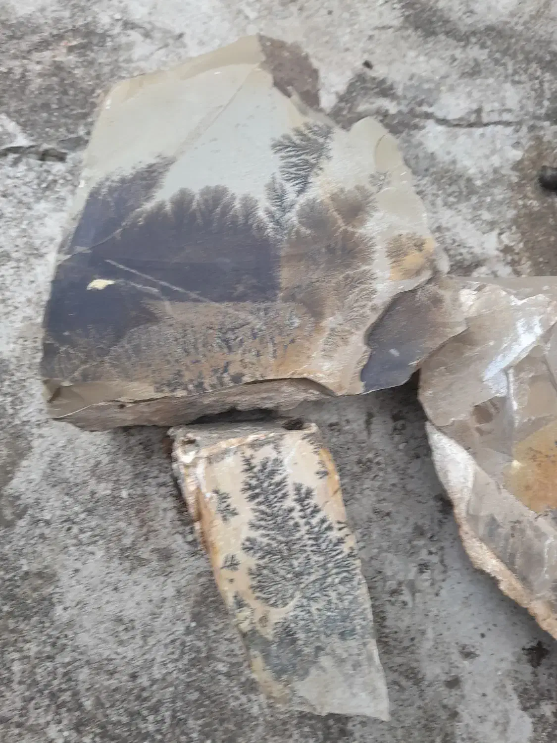 فسیل شجرزیبا با. شکل های مختلف|کلکسیون اشیاء عتیقه|بندر انزلی, بشمن|دیوار