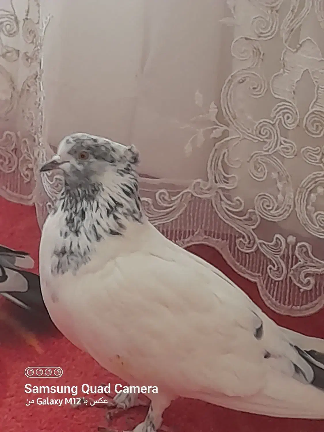 کله دم و پلاکی|پرنده|کارزان, |دیوار