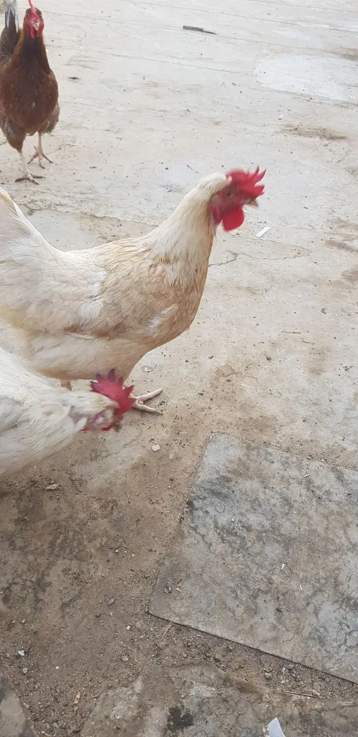۳ عدد مرغ ۱سال ۴ماهشونه با پنجره ۸۰ در ۸۵|حیوانات مزرعه|آران و بیدگل, |دیوار
