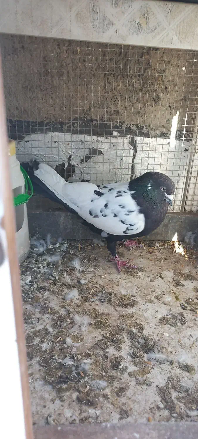 کبوتر سینه‌ای|پرنده|ابهر, |دیوار