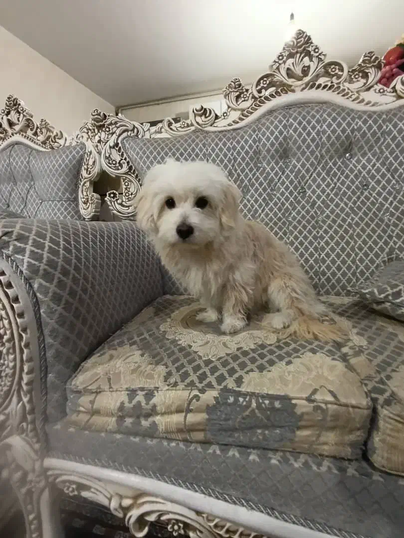 سگ پیدا شده|سگ|فولادشهر, B2|دیوار