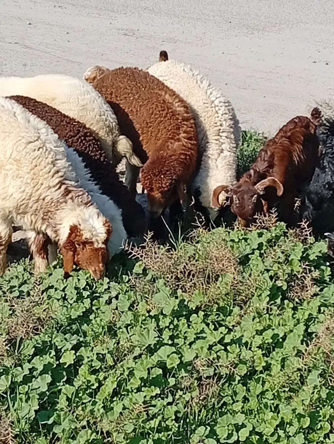 بره|حیوانات مزرعه|اهواز, زوویه ۲|دیوار