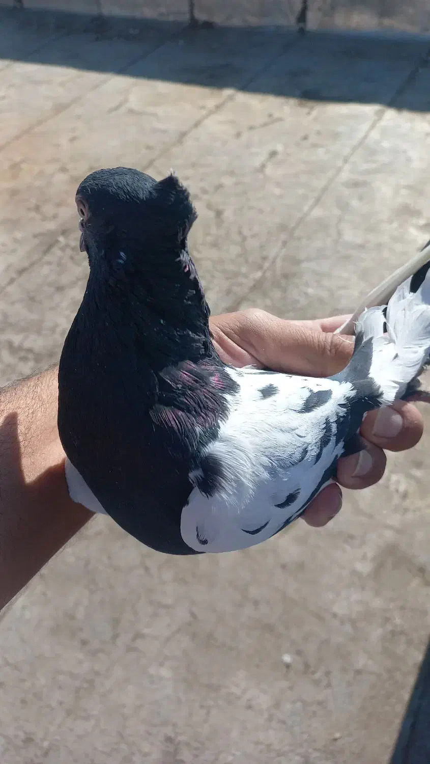 کبوتر پرشی|پرنده|سنندج, |دیوار