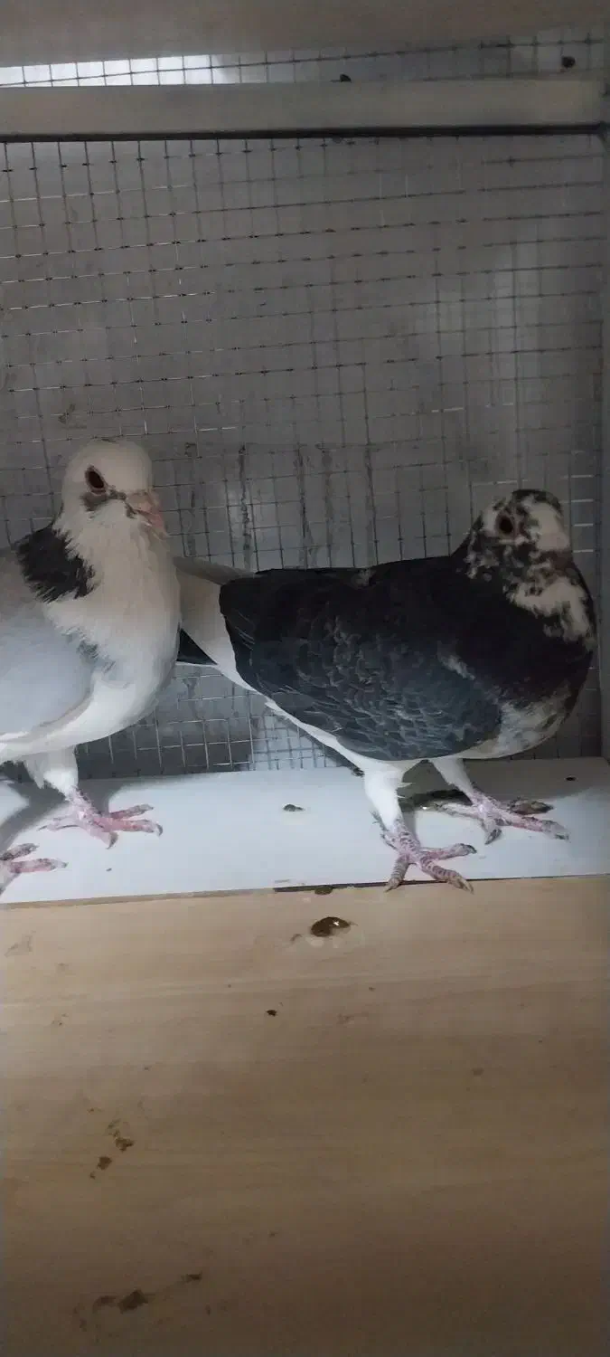 کفتر پلاکی|پرنده|تهران, مسعودیه|دیوار