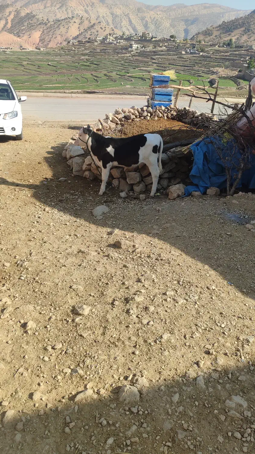 گوساله ماده|حیوانات مزرعه|منج, |دیوار