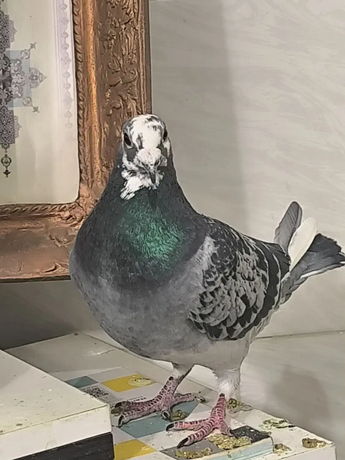 کفتر مسافتی|پرنده|یزد, |دیوار