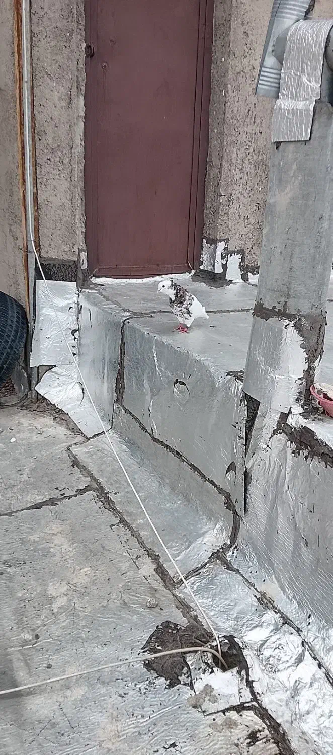 کبوتر|خزنده|اردبیل, |دیوار