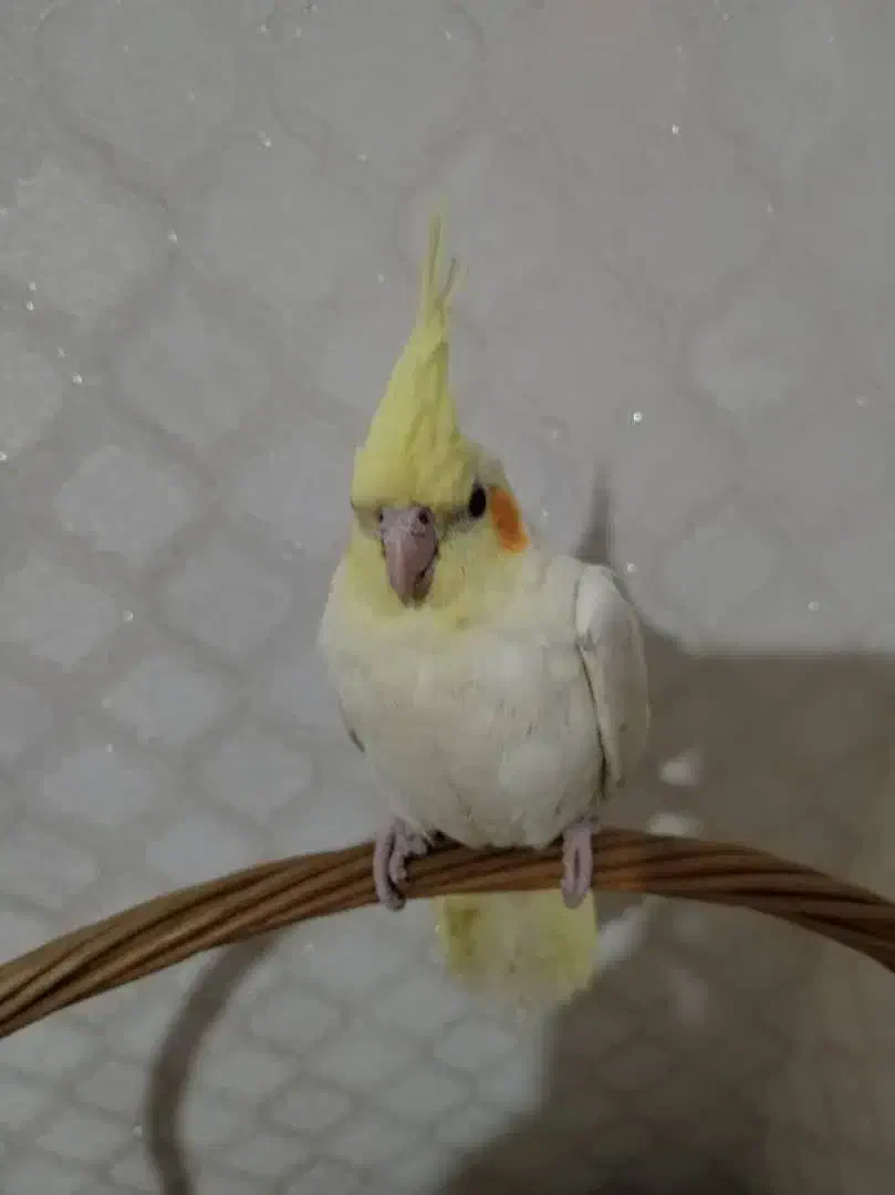 فروش دو عدد عروس هلندی لوتینو زعفرانی|پرنده|ماکو, |دیوار