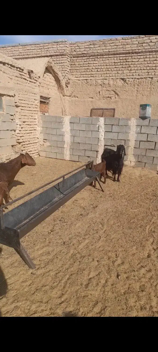 ۴ راس بز جملی|حیوانات مزرعه|گناباد, |دیوار