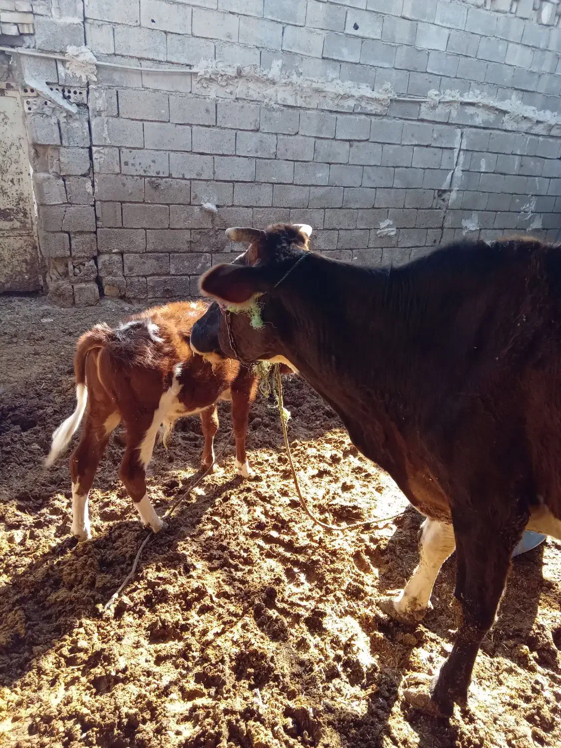 گاو وگوساله نر|حیوانات مزرعه|شادگان, |دیوار