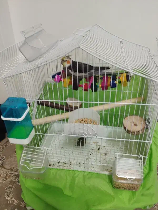 قفس زیبا کلبه ای مخصوص طوطی سانان|لوازم جانبی حیوانات|تهران, شهرک ابوذر|دیوار