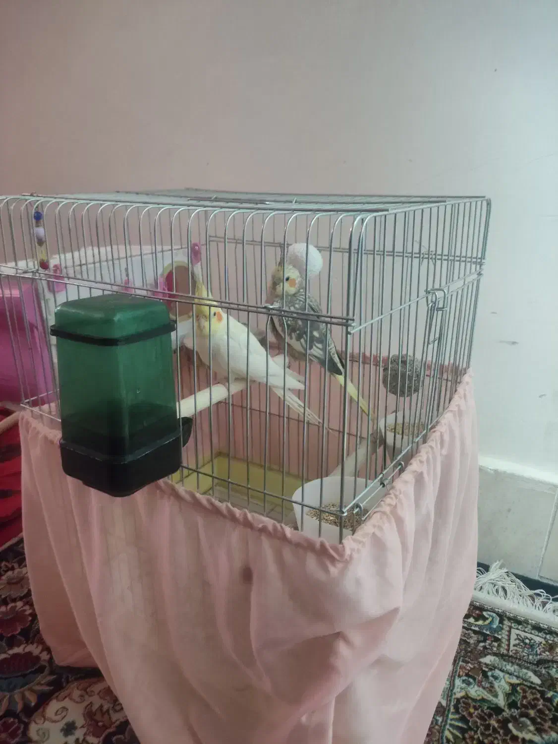 جفت عروس هلندی مولد با قفس معاوضه دوچرخه ۲۶|پرنده|پاکدشت, پاکدشت (مامازند)|دیوار