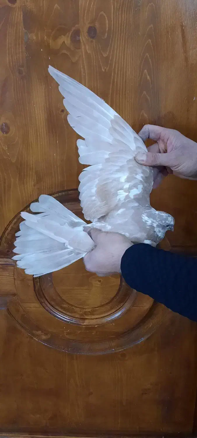 کفتر پرشی زردی رنگی چادری غریب گیری|پرنده|تهران, والفجر (افسریه)|دیوار