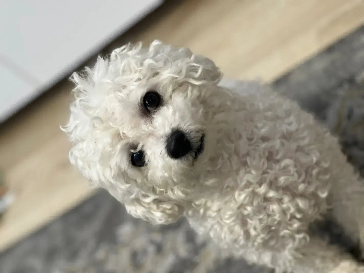 پودل اصیل نر سایز بسیار ریز فقط جهت جفتگیری|سگ|کرج, شهرک بنفشه|دیوار