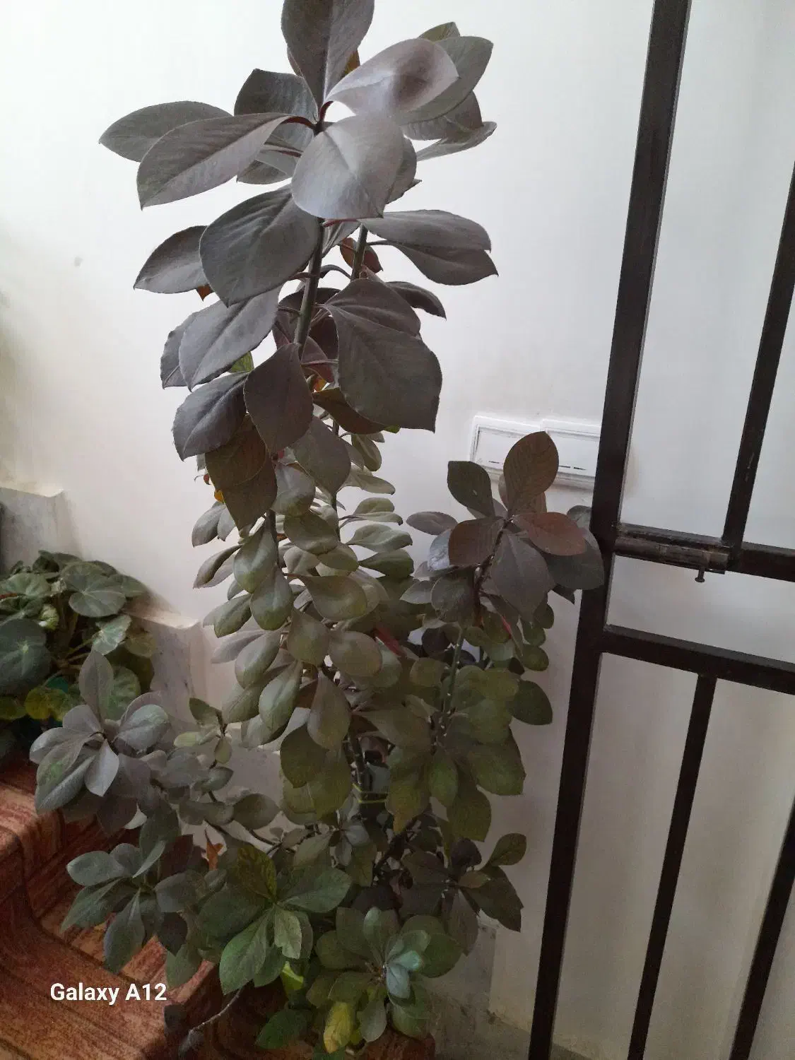 گل و گیاه های خانگی|گل و گیاه طبیعی|نمین, |دیوار