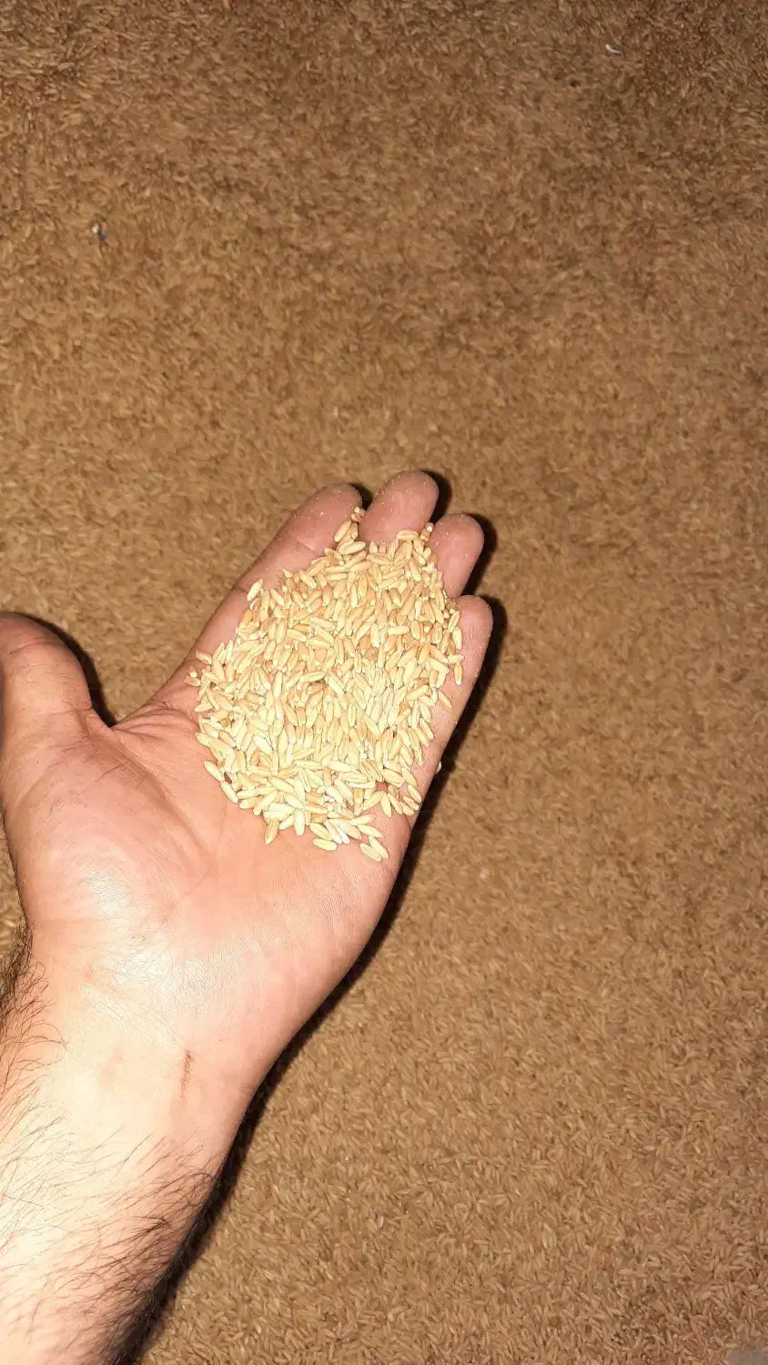 گندم دیم سرداری|خدمات باغبانی و درختکاری|آشتیان, |دیوار