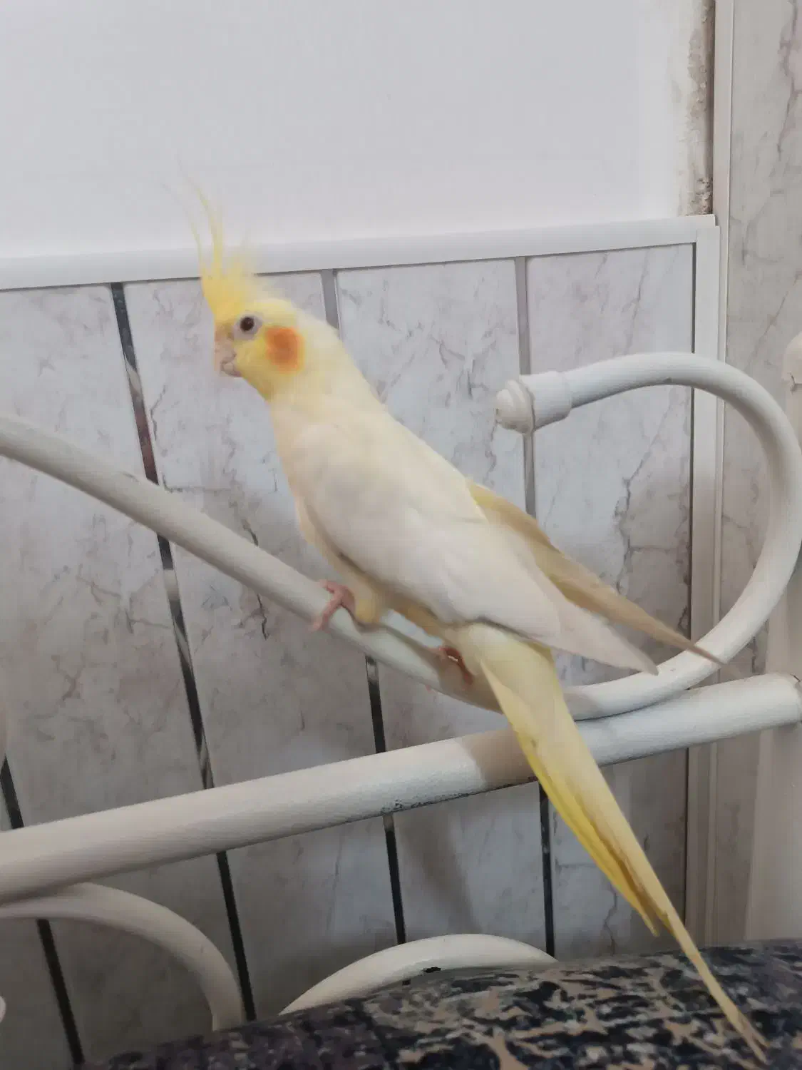 طوطی نر|پرنده|اردبیل, |دیوار