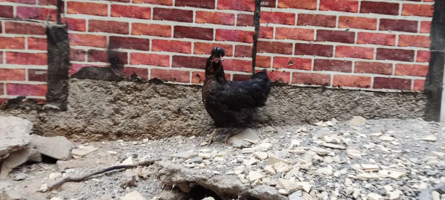 مرغ بومی|حیوانات مزرعه|لردگان, |دیوار