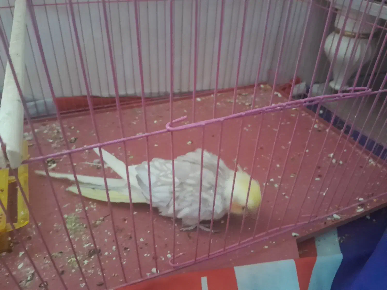 عروس هلندی|پرنده|سنندج, |دیوار