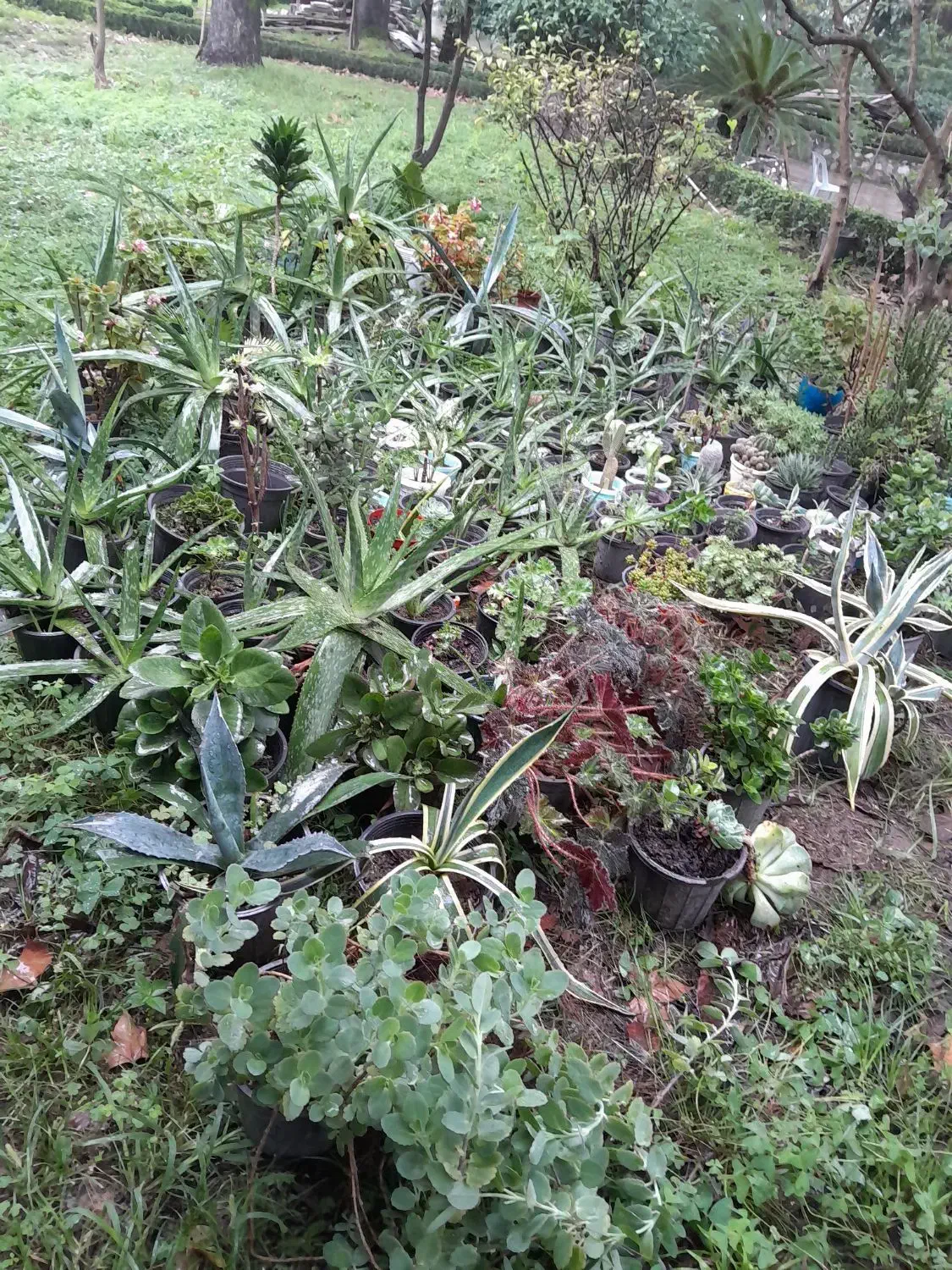 انواع گل|گل و گیاه طبیعی|کلارآباد, |دیوار