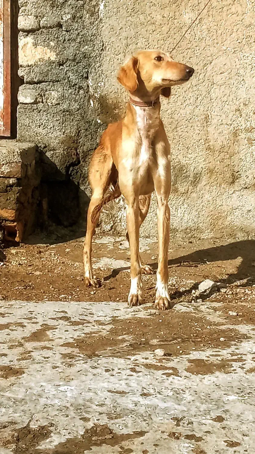 سگ تازی|سگ|ماهیدشت, |دیوار