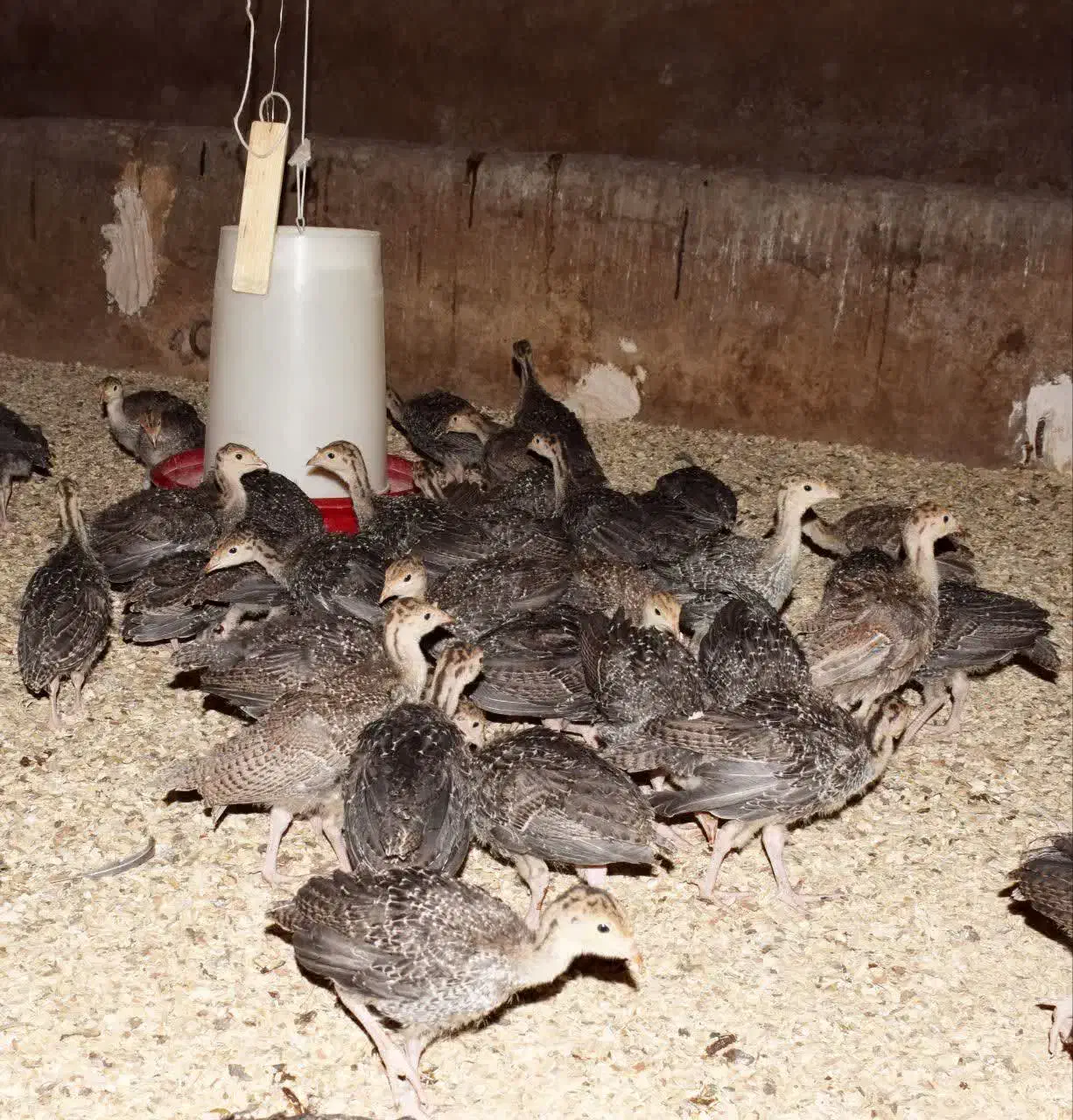 جوجه بوقلمون۴۰ روزه|حیوانات مزرعه|همدان, |دیوار