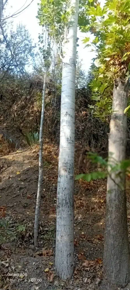 خرید چوب صنوبر ومیوه ای|عمده‌فروشی|سنگر, |دیوار